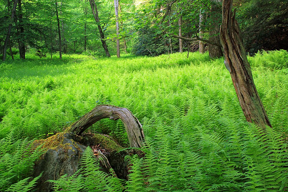 Ferns on the forest floor. Simple figure-wrap, right-aligned at 48%.
