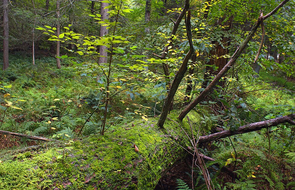 Seedlings growing along the length of a fallen nurse log