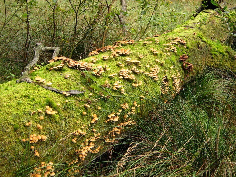 Moss growing thickly over deadwood