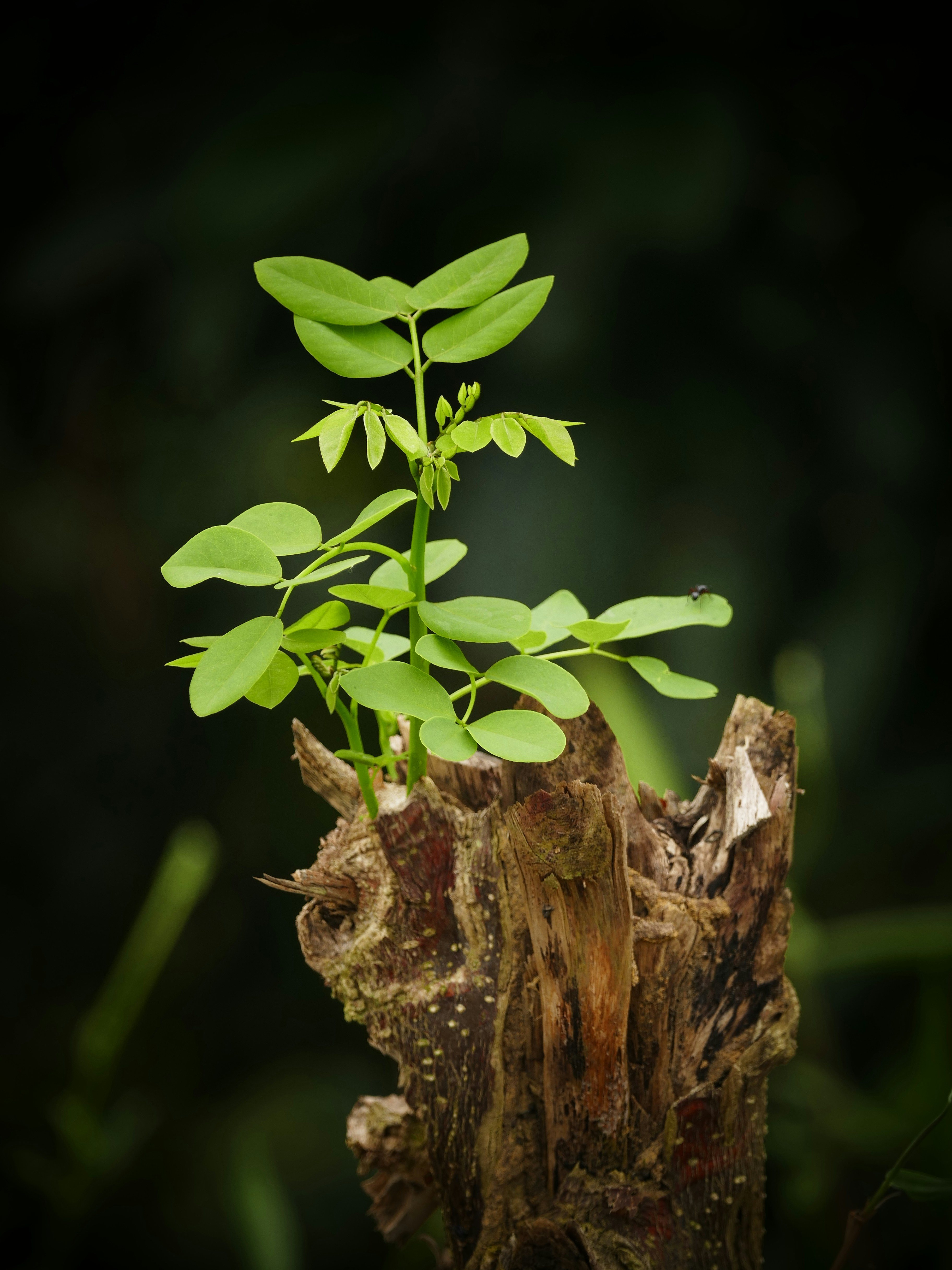 Another seeding! Photo by qinghill on Unsplash